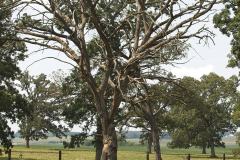 A vintage tree on a summer's day