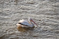 A pelican  enjoying riding the small waves at sunset.