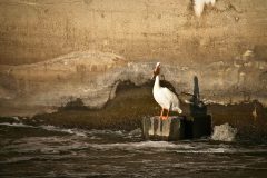 A pelican enjoying sunset siitting on a concrete support
