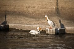 This is a couple of pelican's enjoying the evenings setting sun.