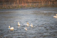 This is a group of pelican's enjoying an evening ride on a local river at suset.