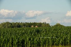 This is a vintagbarn and silo at the opposite end of a corn field on a summer's day.